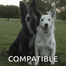 dog hug bff best friend friend