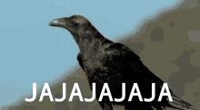 Cuervo Ríe GIF - Cuervo Ríe Crow GIFs