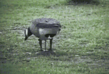 goose cat get out peek fake bird