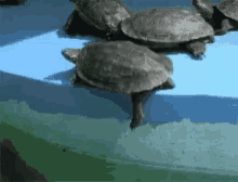 Turtle Push GIF - Turtle Push GIFs
