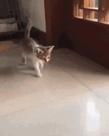 Kitten Cat GIF - Kitten Cat Lie Down GIFs