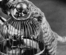 Bird Cage Cat GIF - Bird Cage Cat GIFs