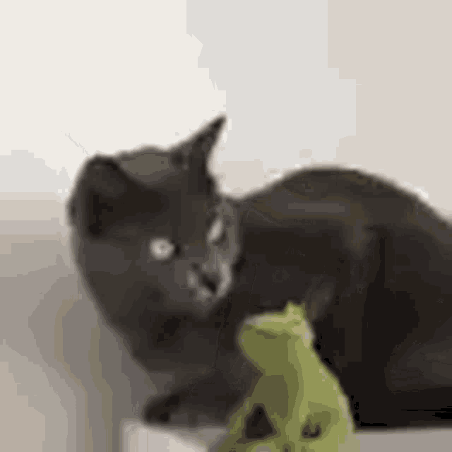 Cat knocking over a frog