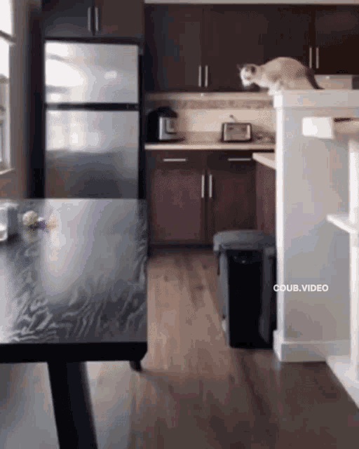 Falling Cat Altair GIF Falling Cat Altair Discover & Share GIFs