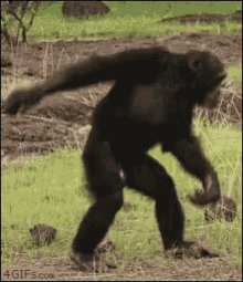 Chimpanzee Monkey GIF - Chimpanzee Monkey Dance GIFs