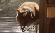 หมา ก้อน ฟู กลม กระโดด GIF - Lump Chunk Chubby GIFs