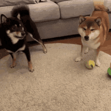 Shiba Dog Fight GIF - Shiba Dog Fight Cute GIFs