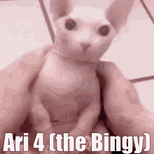 Bingus Ari Cat GIF - Bingus Ari Cat Meme GIFs