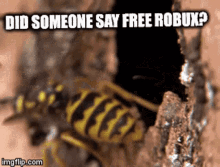 did someone say free robux robux free bee