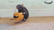 Rat Halloween GIF - Rat Halloween Animal GIFs