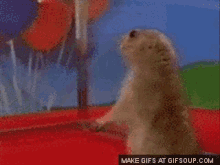 Surprised Hamster GIF - Surprised Hamster Funny Animals GIFs
