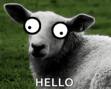 Silly Sheep GIF - Silly Sheep Googly Eyes GIFs