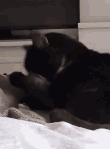 Baz Cat GIF - Baz Cat Tuxedo GIFs