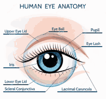 Eyeroll Eyeroll Factory GIF - Eyeroll Eyeroll Factory Eye Diagram GIFs