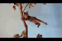 Windy Cats GIF - Windy Cats Holding On GIFs