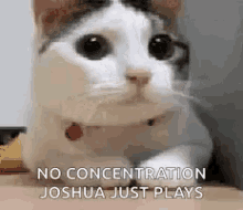 No Concentration GIF - No Concentration Cat GIFs