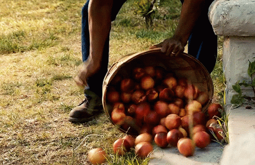 Pitch Apples GIF - Pitch Apples Apple Picking - Discover amp Share GIFs