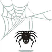 spider halloween