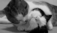 Loving GIF - Loving Cats Affection GIFs