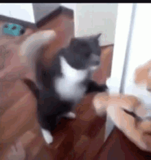 Cat Angry GIF - Cat Angry Scratch GIFs