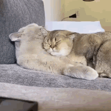 Two Cats Cuddle GIF - Two Cats Cuddle Cute GIFs