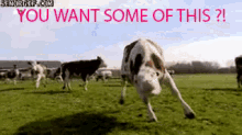 Cow GIF - Cows Dance Huh GIFs