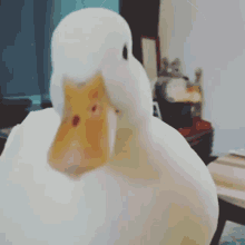 Duck Funny Pets GIF - Duck Funny Pets Pet Fun GIFs