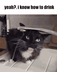 Cat Drink Cat Knows How To Drink GIF - Cat Drink Cat Knows How To Drink Cat Drinking GIFs