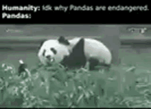 Panda Endangered GIF - Panda Endangered GIFs