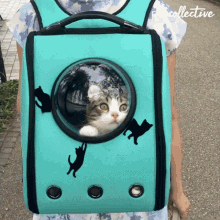 Cat Bag The Pet Collective GIF - Cat Bag The Pet Collective Cat GIFs