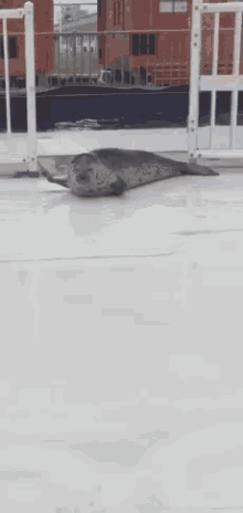 Seal Chill GIF - Seal Chill Relax GIFs