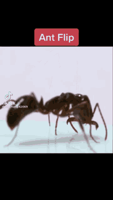 Ant Ant Flip GIF - Ant Ant Flip Bruh GIFs