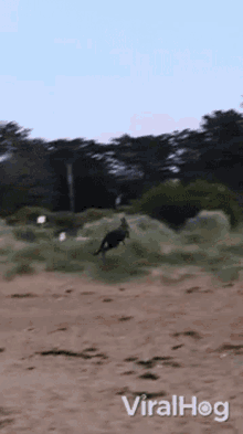 dog chasing kangaroo viralhog chasing running dog