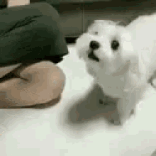 Dog Can I Join GIF - Dog Can I Join Im In GIFs