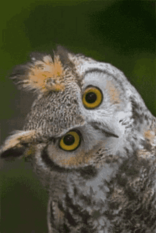 Capisce Owl GIF - Capisce Owl Blink GIFs
