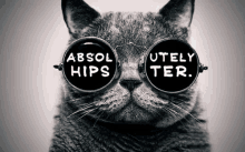 hipster absolutely hipster hipster cat cat