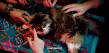 (Cat Purrs) GIF - Cat Cute Animals GIFs
