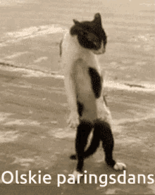 olskie paringsdans kat dansen