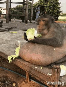 obese monkey fat monkey summer belly eating lettuce summer look