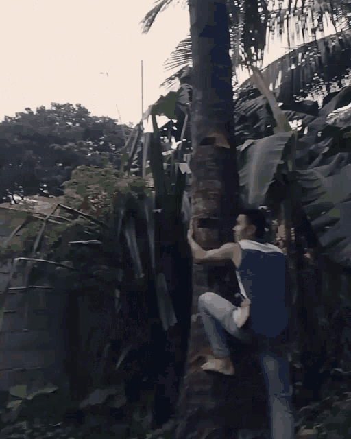 gilon-climb-up-tree.gif