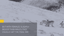 But With Female Slightly Bigger Than Males They Usually Get The Final Say National Geographic GIF - But With Female Slightly Bigger Than Males They Usually Get The Final Say National Geographic Boxing Match Watch Female Hare Punch Her Suitors GIFs