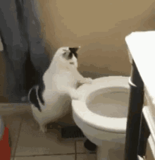 廁所 馬桶 太胖 貓咪 尿尿 GIF - Toilet Bathroom Potty GIFs