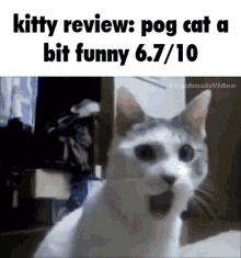 kitty review kitty review cat