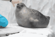 Seal Waving GIF - Seal Waving Bye GIFs