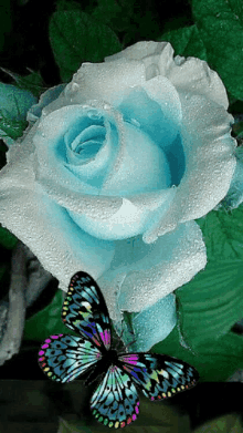 Rose Flower GIF - Rose Flower Butterfly GIFs