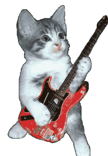 gato guitarra hola cat