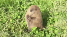 Babybeaver бобрик GIF - Babybeaver Beaver бобрик GIFs
