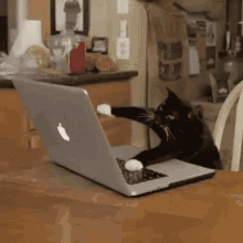 Cat Laptop GIF - Cat Laptop Typing GIFs
