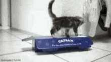 Cat Cats In Boxes GIF - Cat Cats In Boxes Box Cats GIFs