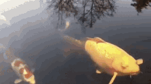 fish funny fish fish funny fish